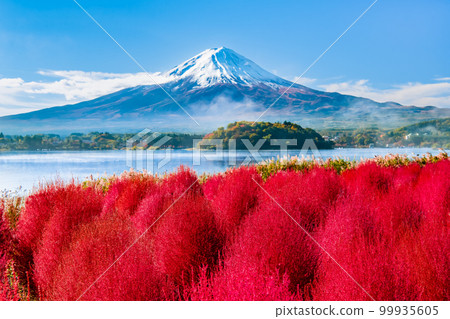 Kochia with deep red leaves and Mt.Fuji ~Kawaguchiko Oishi Park~ Kochia with deep red leaves and Mt.Fuji ~Kawaguchiko Oishi Park~ 99935605