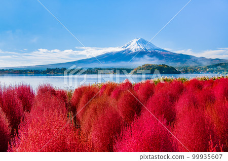 深紅的地膚和富士山～河口湖大石公園～ 99935607