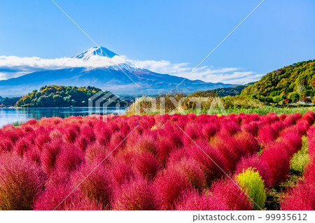 Kochia with deep red leaves and Mt.Fuji ~Kawaguchiko Oishi Park~ Kochia with deep red leaves and Mt.Fuji ~Kawaguchiko Oishi Park~ 99935612