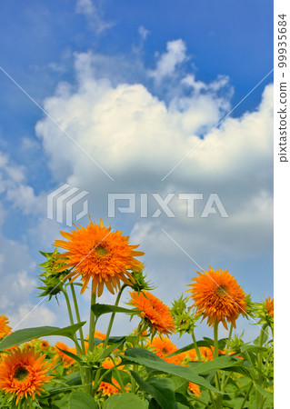 明野向日葵節(茨城縣築西市) 明野向日葵節(茨城縣築西市) 99935684