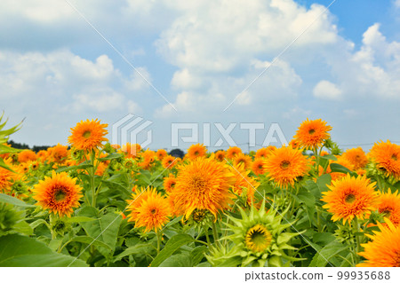 Akeno Sunflower Festival (Chikusei City, Ibaraki Prefecture) 99935688