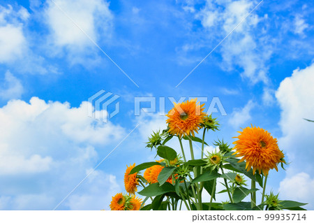 Akeno Sunflower Festival (Chikusei City, Ibaraki Prefecture) 99935714