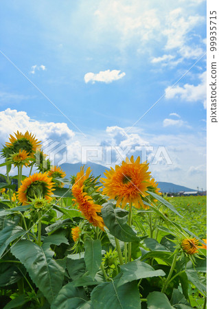 Akeno Sunflower Festival (Chikusei City, Ibaraki Prefecture) 99935715