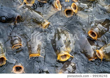 A lot of carp that came to eat food 99936248