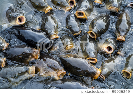 很多鯉魚過來吃東西 99936249