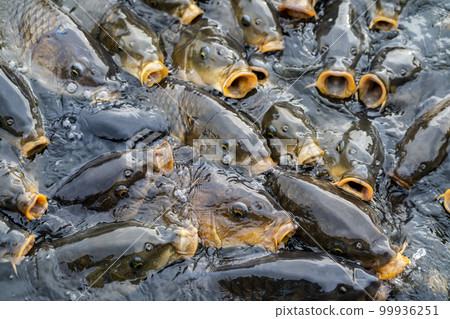 A lot of carp that came to eat food 99936251