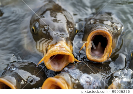 A lot of carp that came to eat food 99936256