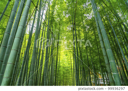 [Kanagawa Prefecture] Bamboo grove at Hokokuji Temple in Kamakura 99936297