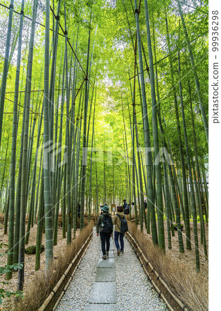 [Kanagawa Prefecture] Bamboo grove at Hokokuji Temple in Kamakura 99936298