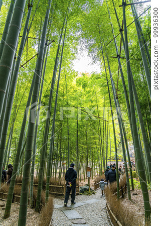 [神奈川縣]鎌倉報國寺的竹林 99936300
