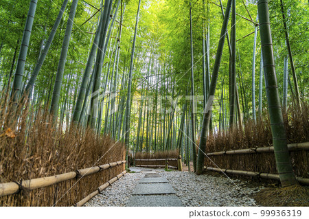 [Kanagawa Prefecture] Bamboo grove at Hokokuji Temple in Kamakura 99936319