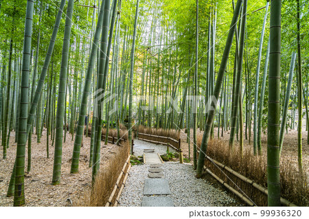 [Kanagawa Prefecture] Bamboo grove at Hokokuji Temple in Kamakura 99936320