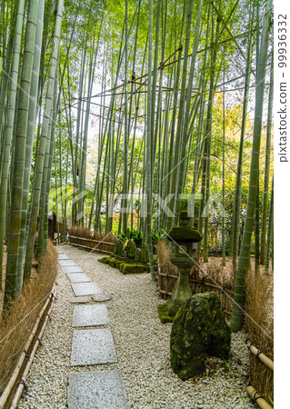 [Kanagawa Prefecture] Bamboo grove at Hokokuji Temple in Kamakura 99936332