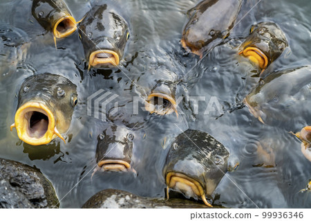 很多鯉魚過來吃東西 99936346