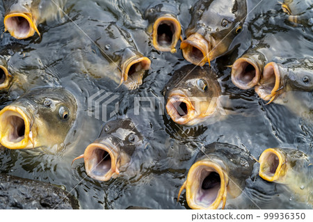 A lot of carp that came to eat food A lot of carp that came to eat food 99936350