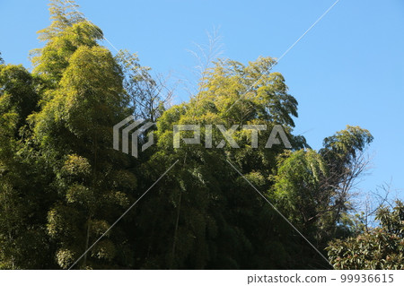 我在三池公園散步 我在三池公園散步 99936615