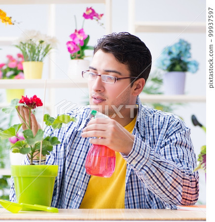 Gardener florist working in a flower shop with house plants 99937597