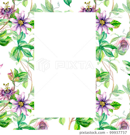 Frame of passion flower plant watercolor seamless pattern isolated on white. Frame of passion flower plant watercolor seamless pattern isolated on white. 99937737