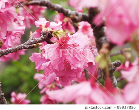 Cherry blossoms Cherry blossoms 99937886