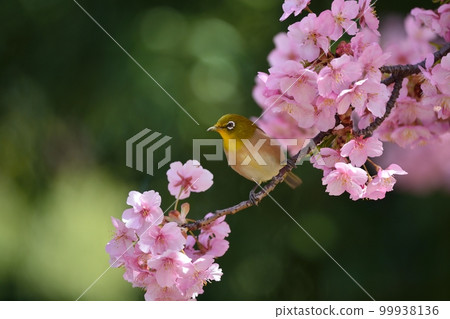 Kawazu cherry tree and mezzo 99938136