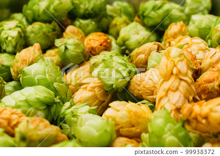Green and orange fresh hop cones for making beer and bread in a stainless steel bowl. close up. macro 99938372