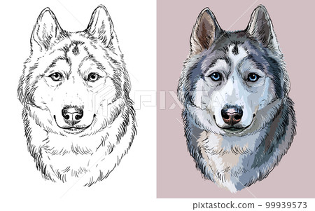 Siberian Husky dog vector illustration close up portrait 99939573