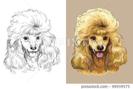 Poodle dog vector illustration close up portrait 99939575