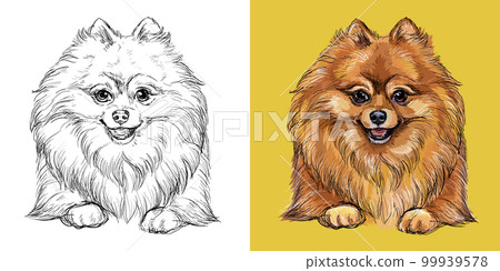 Pomeranian dog vector illustration close up portrait Pomeranian dog vector illustration close up portrait 99939578