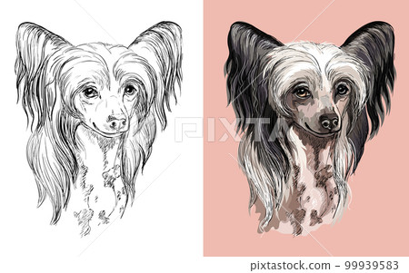 Chinese Crested dog vector illustration close up portrait 99939583