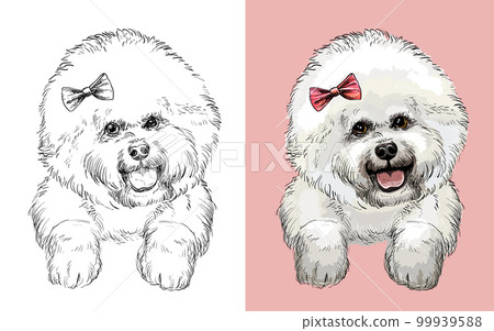 Bichon Frise dog vector illustration close up portrait 99939588