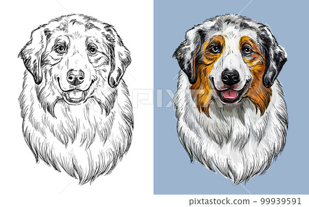 Australian shepherd dog vector illustration close up portrait Australian shepherd dog vector illustration close up portrait 99939591
