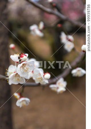 伊勢御園加留梅 伊勢御園加留梅 99939786