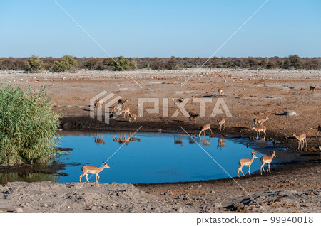African Wildlife Gathering near a waterhole African Wildlife Gathering near a waterhole 99940018