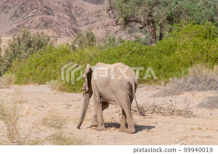 Desert Elephant in Namibia Desert Elephant in Namibia 99940019