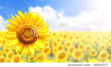 Sunflower on blurred sunny nature background. Horizontal agriculture summer banner with sunflowers field 99940327