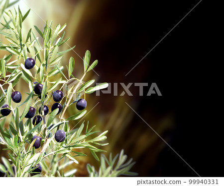 Horizontal banner with ripe black olives on olive tree. Olive branch close up on abstract background 99940331