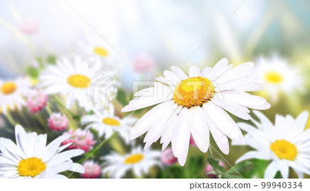 Wild flowers of chamomile in a meadow on sunny nature spring background. Summer scene with camomile flower in rays of sunlight. Close-up or macro Wild flowers of chamomile in a meadow on sunny nature spring background. Summer scene with camomile flower in rays of sunlight. Close-up or macro 99940334