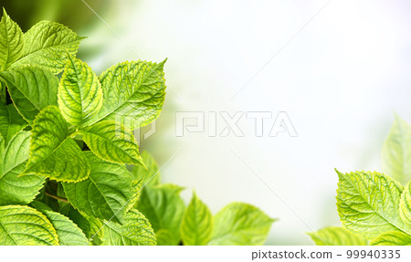 Close-up green leaves of hydrangea on sunny beautiful defocused greenery summer background. Horizontal spring blurred natural backdrop with bokeh sunlight and hortensia leaves Close-up green leaves of hydrangea on sunny beautiful defocused greenery summer background. Horizontal spring blurred natural backdrop with bokeh sunlight and hortensia leaves 99940335