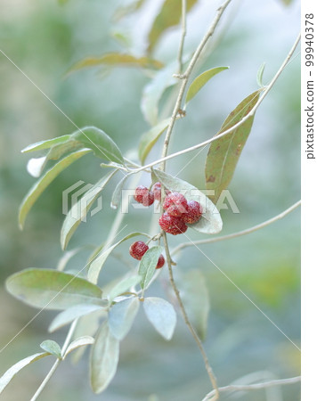 俄羅斯橄欖 俄羅斯橄欖 99940378