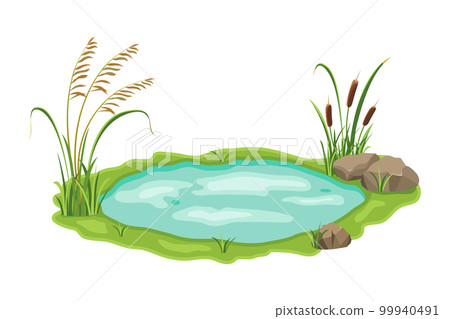 Pond with reed and sedge vegetation. Vector illustration of swamp with grass on white background. Wild thickets near the lake 99940491