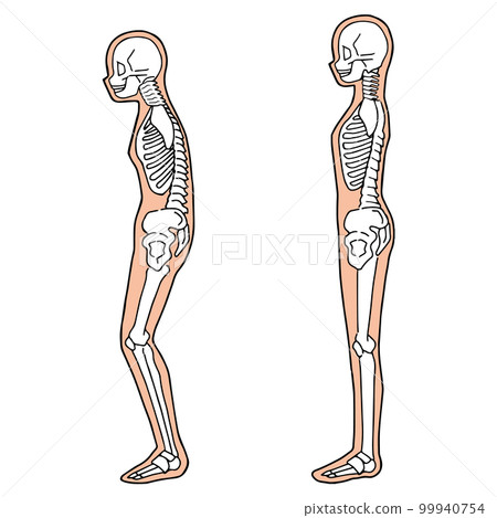 人體骨骼圖 從側面看全身 人體骨骼圖 從側面看全身 99940754