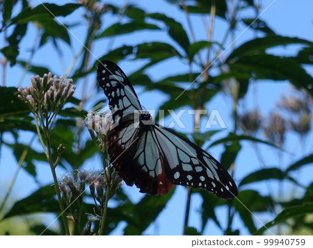 chestnut tiger butterfly butterfly chestnut tiger butterfly butterfly 99940759