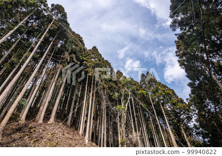 Coniferous forest of Kurama, Kyoto 99940822