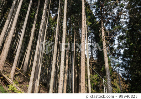 Coniferous forest of Kurama, Kyoto 99940823