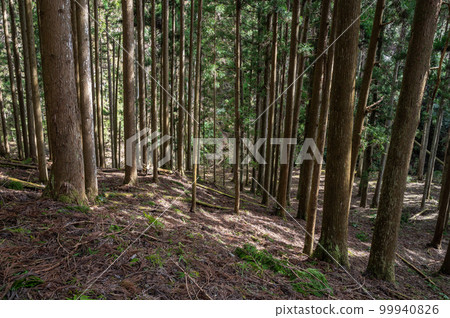 Coniferous forest of Kurama, Kyoto Coniferous forest of Kurama, Kyoto 99940826