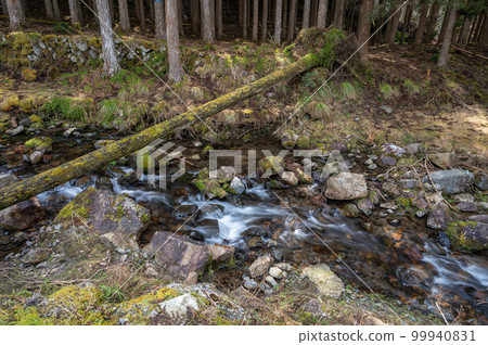 鞍馬川倒下的樹 鞍馬川倒下的樹 99940831