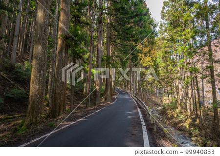 Prefectural Route 38 leading through the coniferous forest to Hanase Pass Prefectural Route 38 leading through the coniferous forest to Hanase Pass 99940833