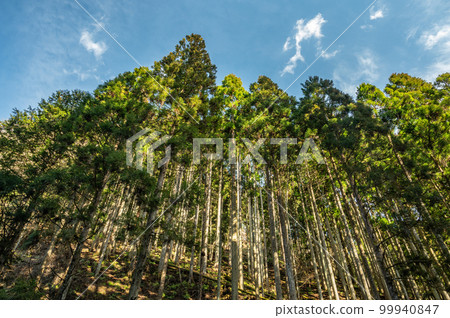 Kyoto Rakuhoku Kibune coniferous forest 99940847
