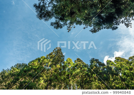 京都洛北貴船針葉林 京都洛北貴船針葉林 99940848