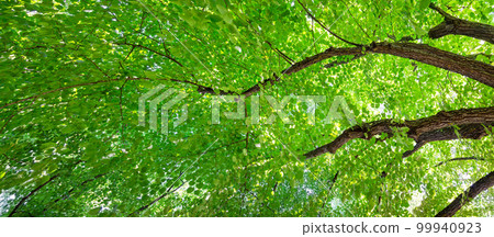 Giant linden tree's branches with fresh young foliage. 99940923